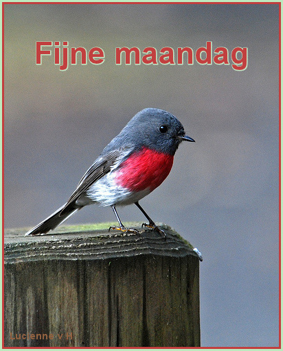 animaatjes-maandag-1492579.jpg