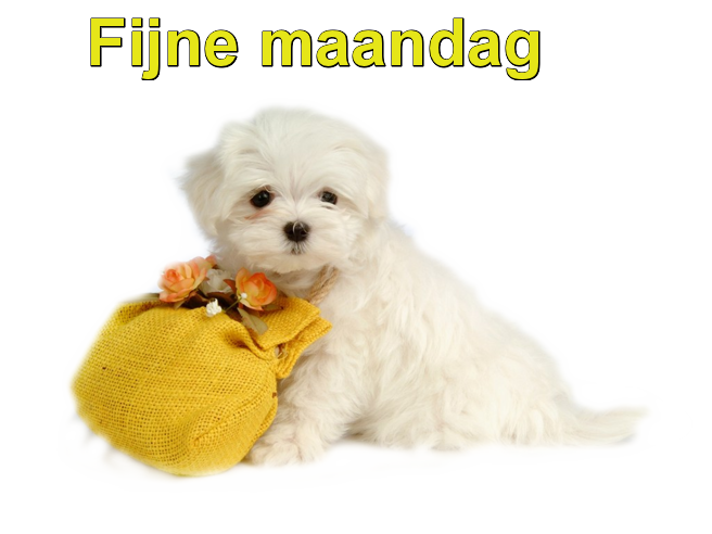 fijn maandag hondje met tasje