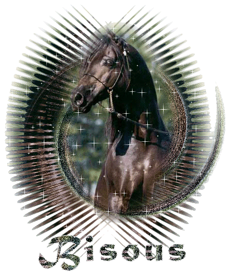 paarden