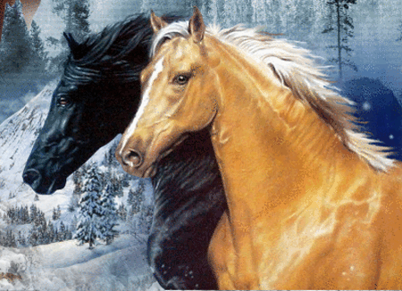 paarden