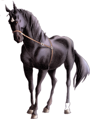 paarden