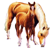 animaatjes-paarden-89473.gif
