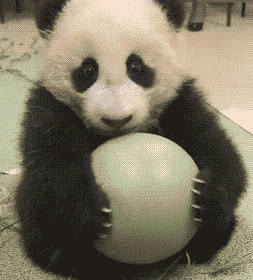 Panda Plaatjes Panda Beschermd Bal