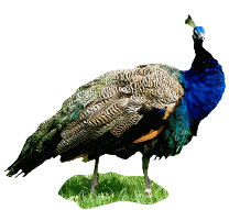 pfau2.gif