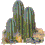 Planten Plaatjes Cactus