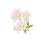 Rozen plaatjes