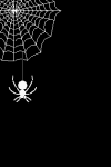 Spinnen Plaatjes Spin Web