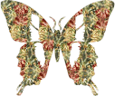 Plaatjes vlinders