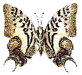 vlinders/78184nzlpvlt79t.gif