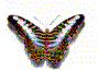vlinders/Vlinder70.gif