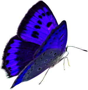 animaatjes-vlinders-02144
