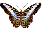 vlinders