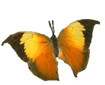 vlinders