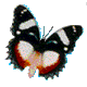 vlinders