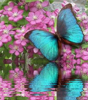animaatjes-vlinders-59192.gif