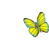 vlinders