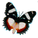 vlinders