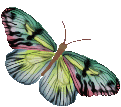 vlinders/vl245rb.gif