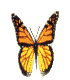 vlinders/vlinder252001.gif