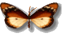 vlinders/vlinder7.gif