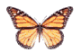 vlinders/vlinders01.gif