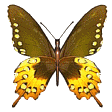 vlinders/vlinders04.gif