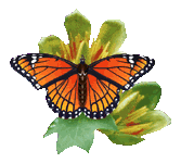 vlinders/vlinders_152.gif
