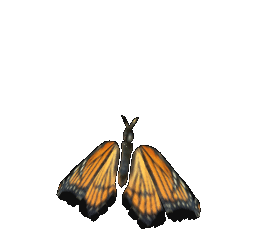 vlinders/vlinders_157.gif