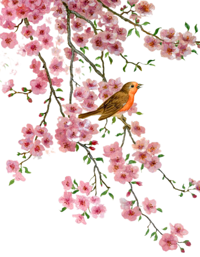 vogels-plaatje-animaatjes-nl