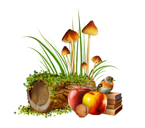 Vogels plaatjes