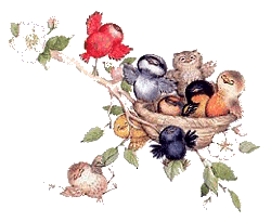 Vogels plaatjes