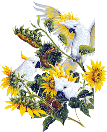 vogels