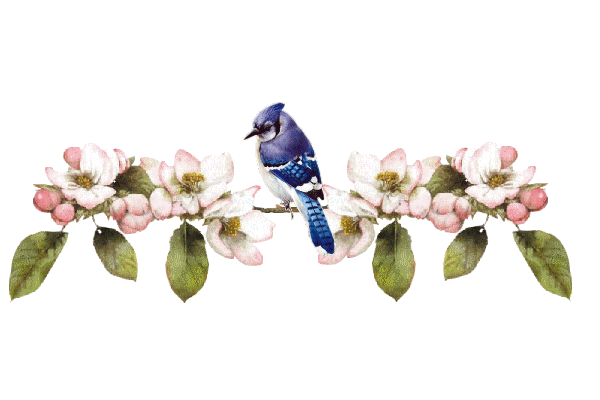 vogels