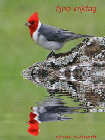 animaatjes-vrijdag-142011.gif