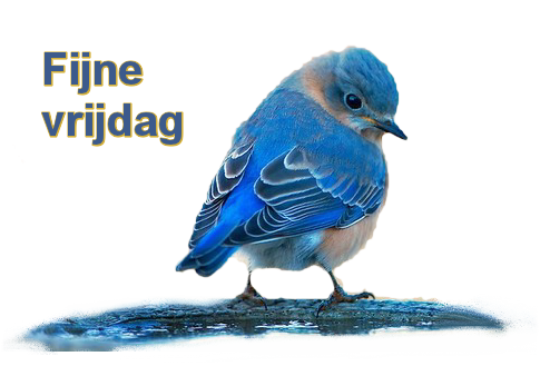 blauwe vogel fijne vrijdag