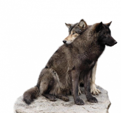 Plaatjes wolven