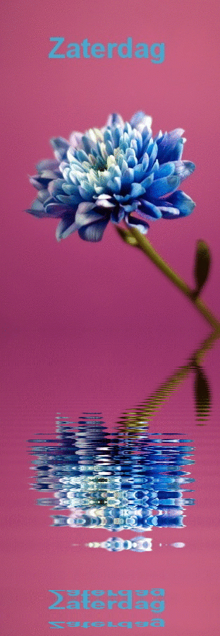 animaatjes-zaterdag-2742570.gif