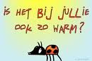 Plaatjes Zomer Ansichtkaart