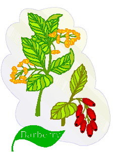 Cliparts Bloemen en planten Bladeren 