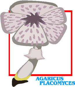 Cliparts Bloemen en planten Paddestoelen 