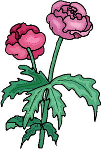Cliparts Bloemen en planten Rozen Klaproos Papaver