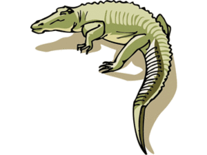 Dieren Cliparts Krokodillen Reptiel Krokodil Alligator