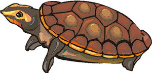 Dieren Cliparts Schildpadden Schilpad