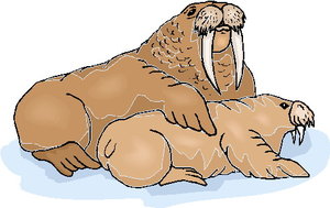 Cliparts Vissen Walrussen 