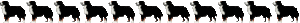 Dieren Dieren plaatjes Berner sennenhonden 