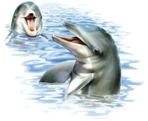 Dieren Dolfijnen Dieren plaatjes Dolfijnen In Het Water
