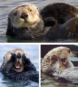 Dieren Dieren plaatjes Otter 