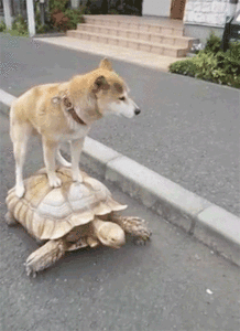 Dieren Schildpadden Dieren plaatjes Hond Op Een Schildpad