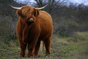 Dieren Dieren plaatjes Schotse hooglander 