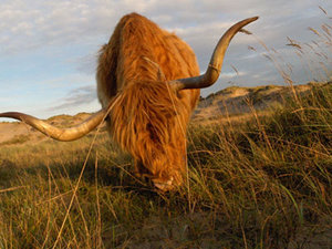 Dieren Dieren plaatjes Schotse hooglander 